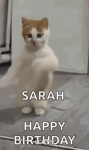 a cat is standing on its hind legs with the words `` happy birthday '' written on it .