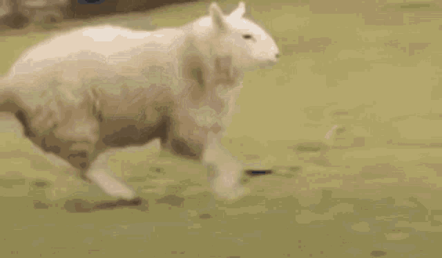 a blurred image of a car with a sheep in front of it