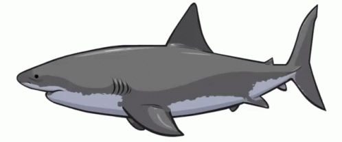 Shark Swimming GIF - Shark Swimming Great GIFs
