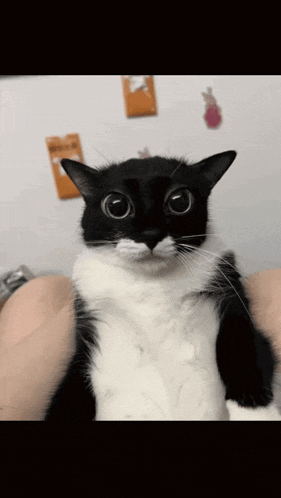 a black and white cat with big eyes is being held in someone 's arms
