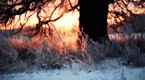 a snowy field with a tree in the background and a sunset in the background