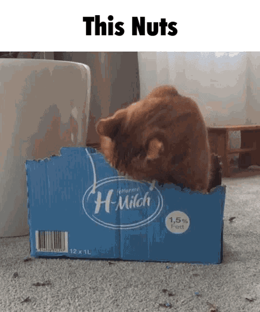 C418 Ginger Cat GIF