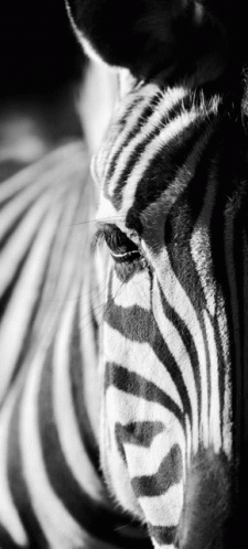 Zebra GIF