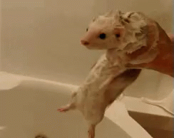 Weasel Bath GIF - Weasel Bath Bathtime GIFs