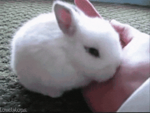 a person is petting a small white rabbit with lovelylaps written on the bottom right