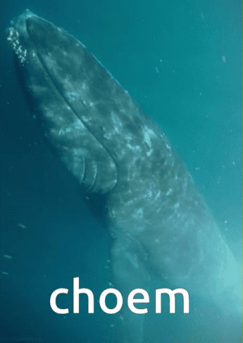 Choem Whale GIF - Choem Whale Choem Whale GIFs