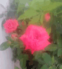 a pink flower is surrounded by green leaves in a blurry photo
