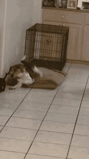 Beagle Dogs GIF - Beagle Dogs Puppy GIFs