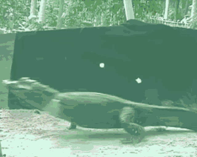 a turtle is crawling on the ground in front of a black cloth .