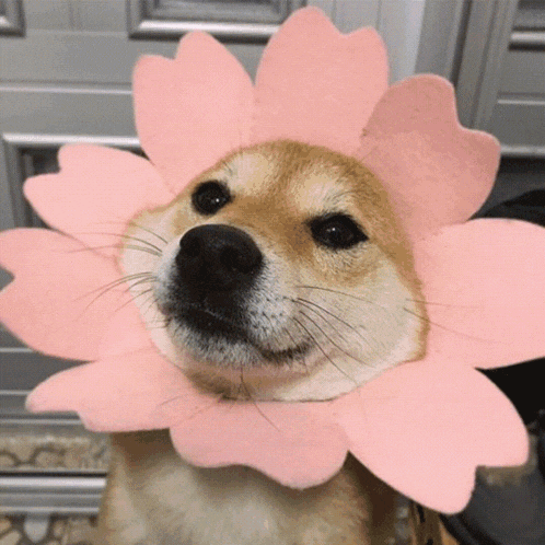 a dog is wearing a pink flower hat on its head