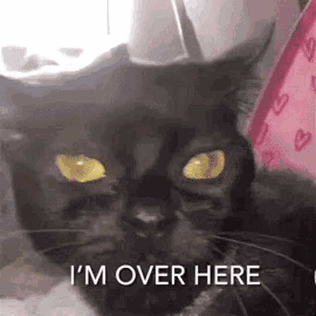 a black cat with yellow eyes is laying on a bed with the words `` i 'm over here '' written next to it .