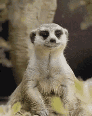 a meerkat is sitting down and looking at the camera with a tree in the background .