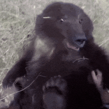 a close up of a black bear scratching a person 's hand