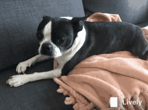 a black and white dog is laying on a couch with a lively sticker on the bottom