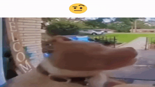a dog looking out a window with a sign that says welcome
