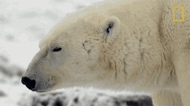 Sleepy Polar Bear Destination Wild GIF - Sleepy Polar Bear Destination Wild Sleepy GIFs