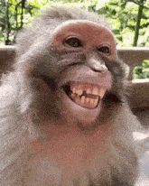 a close up of a monkey with its mouth open and teeth .