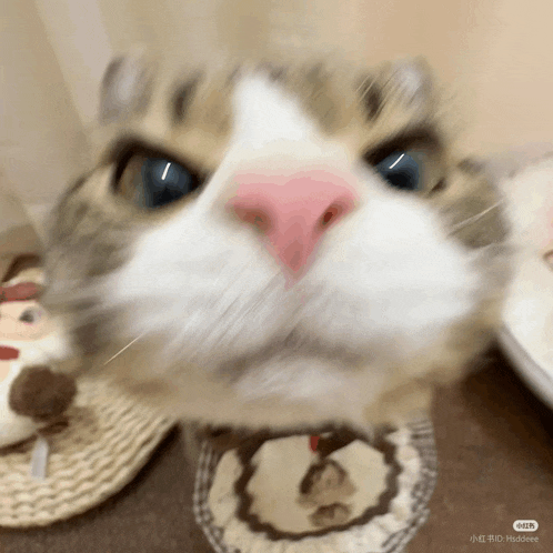 a close up of a cat 's face with a blurry background