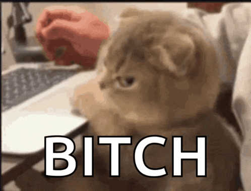 a cat is sitting in front of a laptop and the word bitch is on the bottom