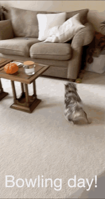 a picture of a cat in a living room with the words bowling day