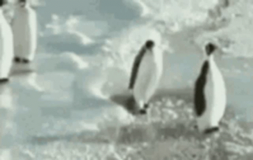 Penguin Smack Penguin Slap GIF - Penguin Smack Penguin Slap Funny GIFs