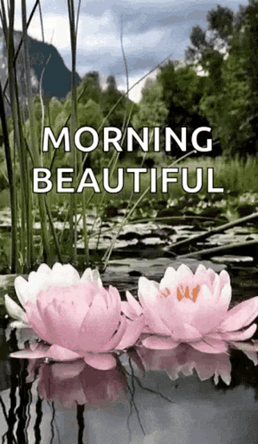 two pink and white water lilies are floating in a pond with the words `` morning beautiful '' written above them .