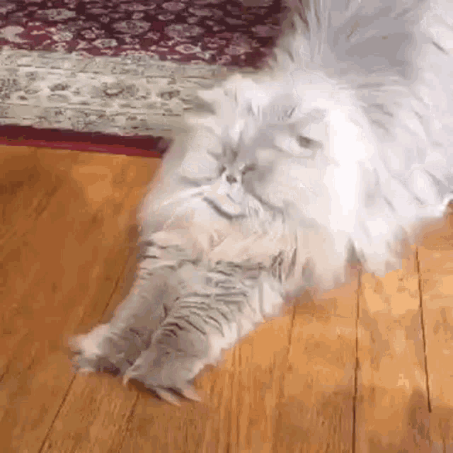 a fluffy cat is laying on a wooden floor .