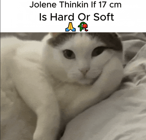a white cat is laying on a bed with a caption that says jolene thinkin if 17 cm is hard or soft