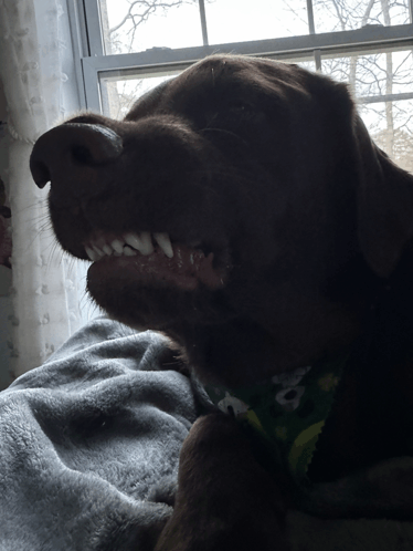 Dog Smile GIF - Dog Smile GIFs