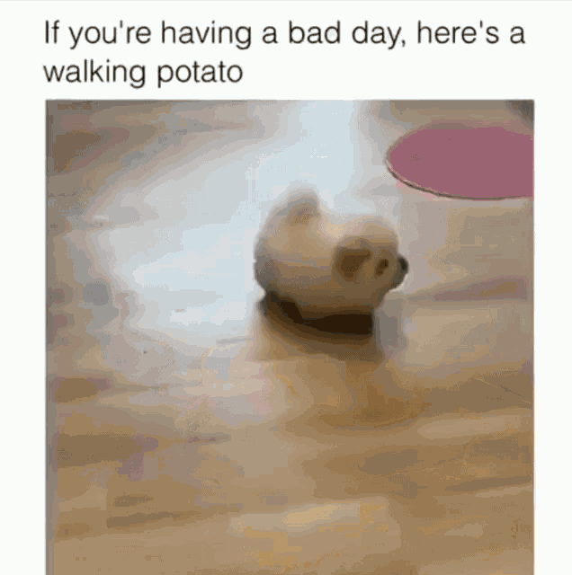 Cutie If Youre Haviing A Bad Day Heres A Walking Potato GIF - Cutie If Youre Haviing A Bad Day Heres A Walking Potato Funny Animals GIFs
