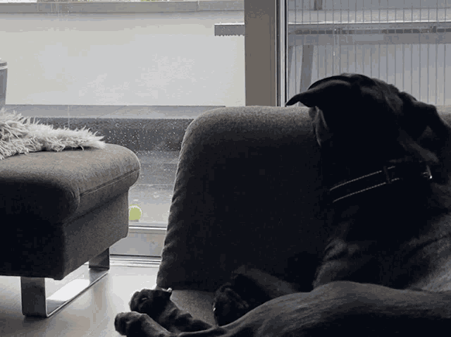 a dog laying on a couch looking out the window