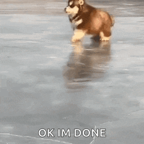 a husky puppy is walking on a frozen surface .