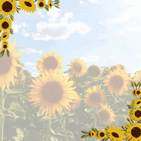 a picture of sunflowers with the words good morning written on it