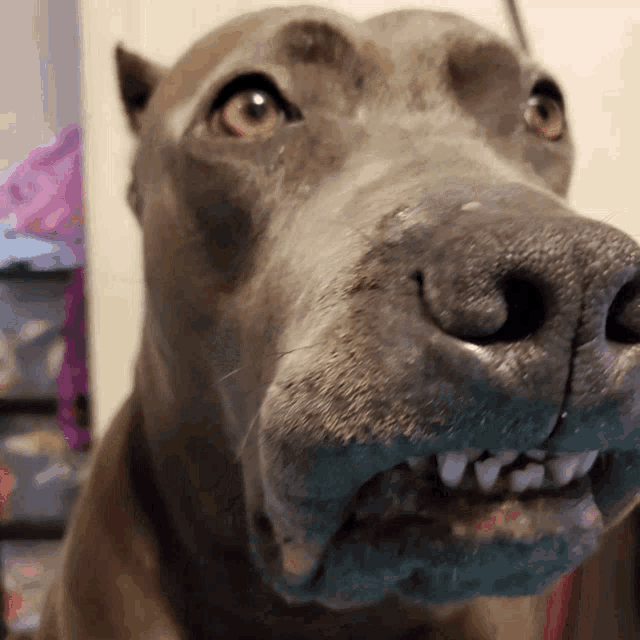a close up of a dog 's face with its mouth open and teeth showing