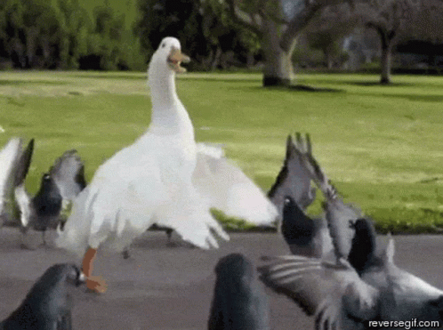Dance Swan GIF - Dance Swan Pigeon GIFs