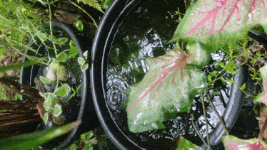 Ripples Nature GIF - Ripples Nature Leaf GIFs