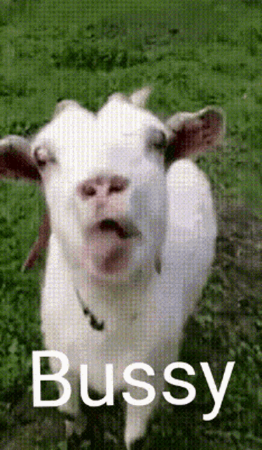 Bussy Goat GIF - Bussy Goat Ilovebussy GIFs