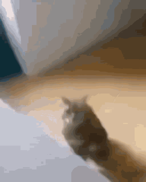 Cat Jump Bruh GIF - Cat Jump Bruh GIFs