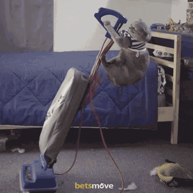 Cat Cleaning GIF