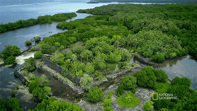 Forest National Geographic GIF - Forest National Geographic Ancient City Of Nan Madol GIFs