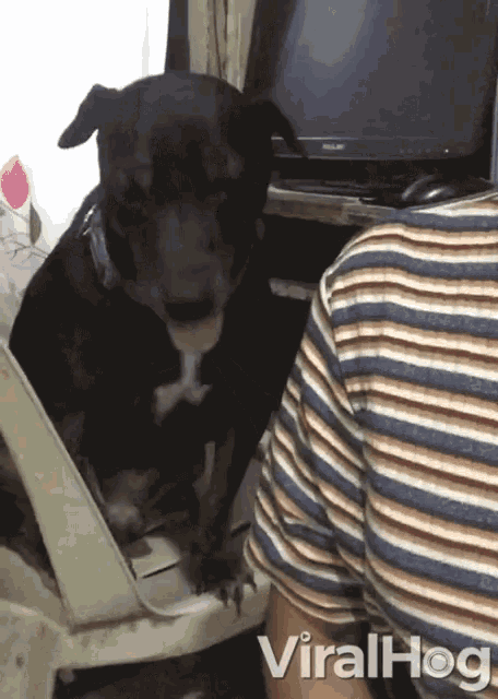 Dog Hound GIF - Dog Hound Balck Dog GIFs