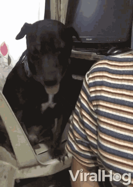 a dog is sitting on a chair next to a man wearing a striped shirt with the word viralhog on it