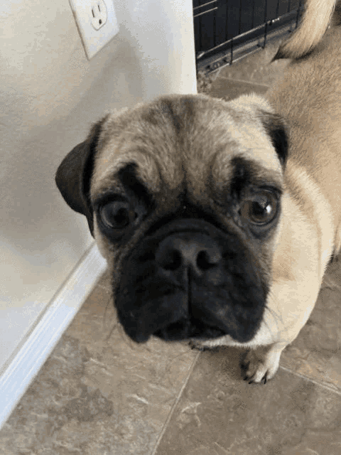 a pug dog standing on a tiled floor next to an outlet