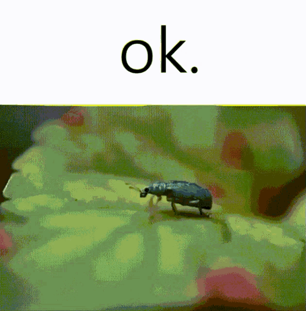 Bug Ok GIF - Bug Ok Leaf GIFs