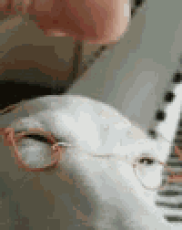 a white cat wearing glasses is sniffing a person 's face .