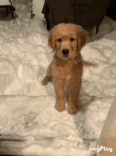 a puppy standing in a pile of snow with a gif play watermark