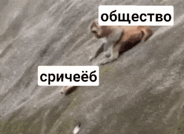 a dog is sliding down a hill with a sign that says ' общество ' on it