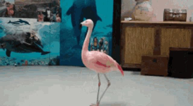 Which Way Pink GIF - Which Way Pink Flamingo GIFs