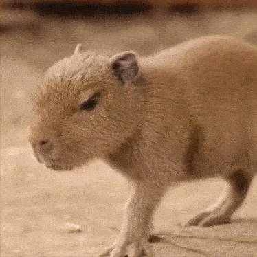 Baby Capybara GIF - Baby Capybara Baby Capybara GIFs