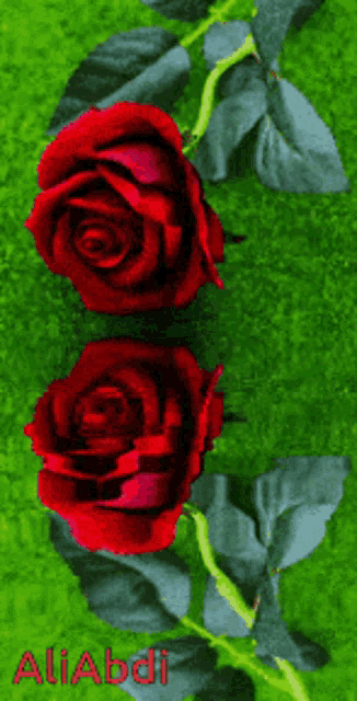 two red roses on a green background with the name aliabdi written on the bottom